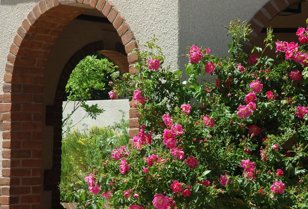 Climbing roses and archway