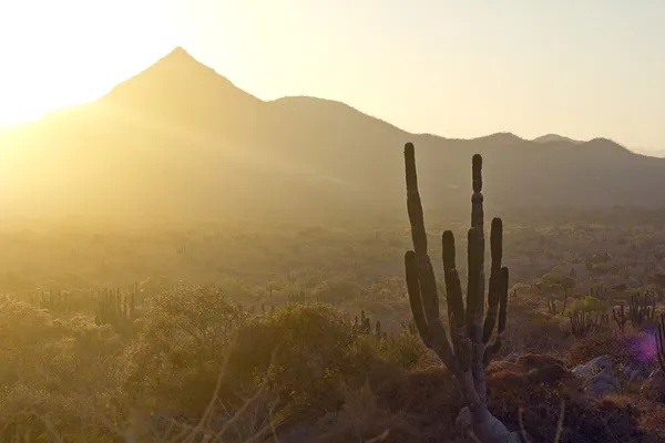 Landscape of the desert, cactus and mountains in Mexico.