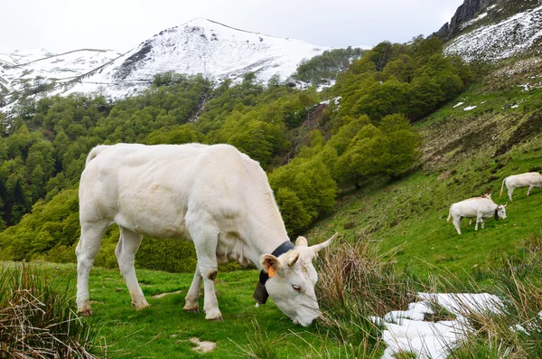 Cattle in the spring Pyrenees