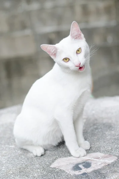 Little white cat mouth open sitting on table