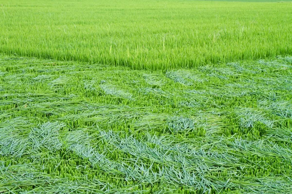 Cut rice leaves for weed control
