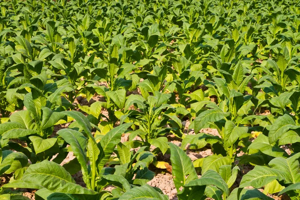 Tobacco plant in the farm