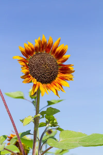 Red sunflower