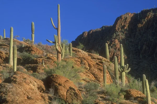 Desert Cacti