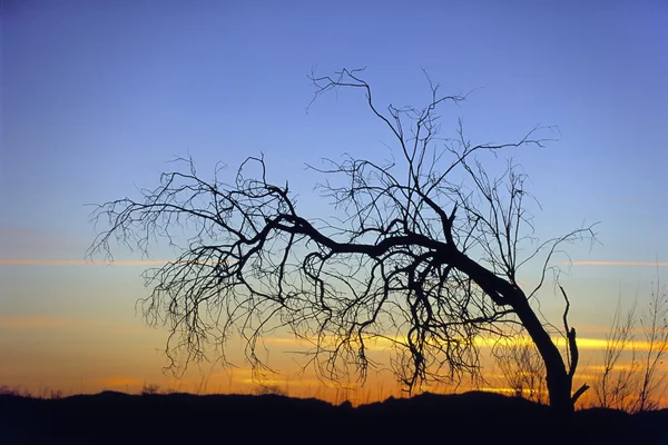 Bent, Leafless Tree Silhouette At Sunset