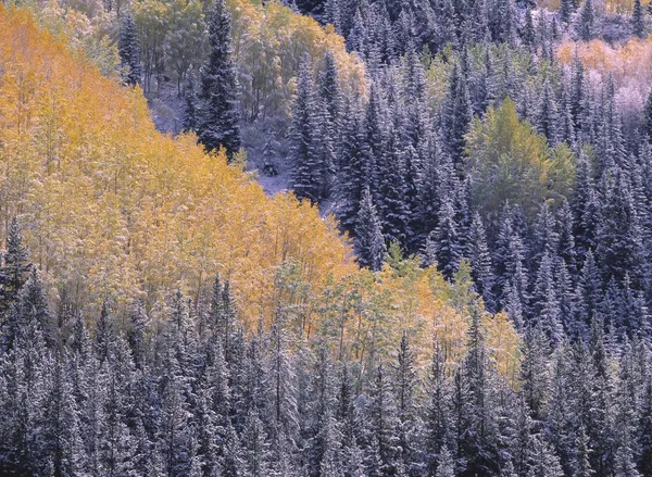 Autumn Aspen Grove Surrounded By Snow Dusted Evergreen Forest, San Juan Mountains, Colorado, Usa