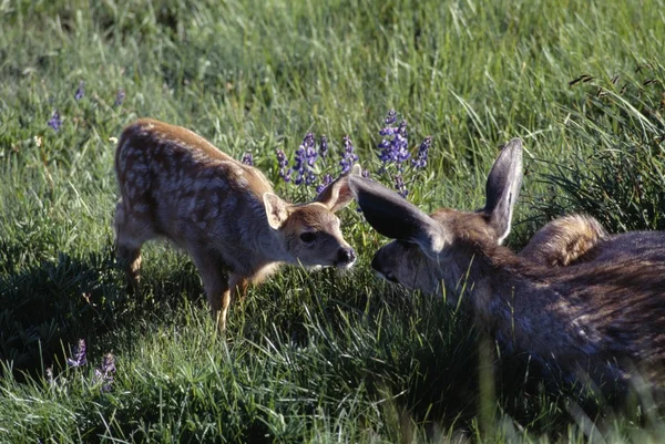 A Black Tailed Fawn And Doe Touch Noses In A Meadow, Hurricane Ridge, Olympic National Park