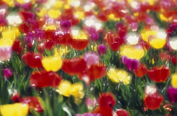 Multi-Colored Tulips Blooming In Field, Soft-Focus