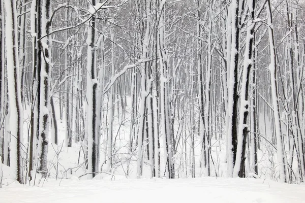 Snow Landscape