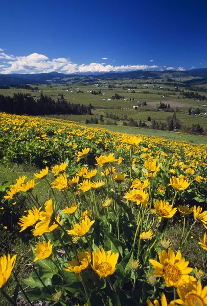 Yellow Flowers Blooming, Hood River Valley, Mount Hood