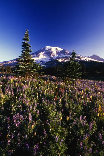 Flowers Blooming, Paradise Park Valley Slope, Mount Rainier National Park