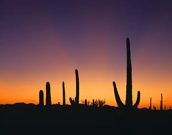 Golden Rays From The Setting Sun, Cacti Silhouettes, Saguaro National Park