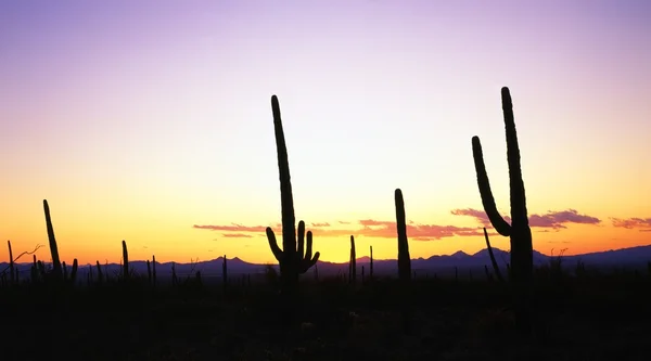 Saguaro Cacti Silhouettes, Saguaro National Park