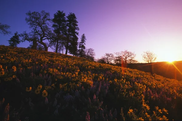 Low-Angle View Of Hill At Sunset With Trees And Blooming Flowers.