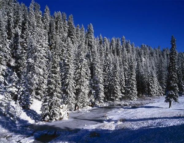 Beaver Dam Lined By Snow Covered Douglas Fir Forest, East Fork Of The Jemez River, Jemez National Recreational Area