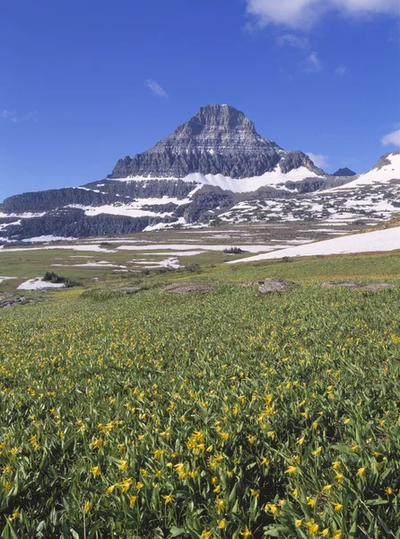 Glacier Lilies In Alpine Meadow, Reynolds Mountain In The Distance, Waterton Glacier International Peace Park