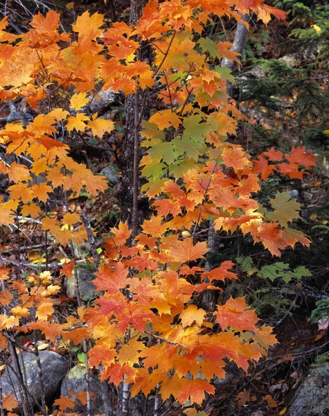 Sugar Maple Leaves In Autumn Colors