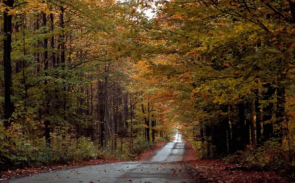 A Scenic Autumn Road