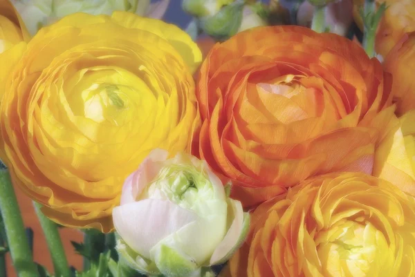 Multi-Colored Ranunculus