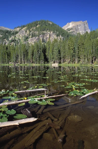 Lily Pads And Logs Floating In Nymph Lake With Hallett Peak In The Distance, Rocky Mountain National Park