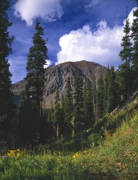 Mountain Meadow With Summer Flowers, San Juan National Forest