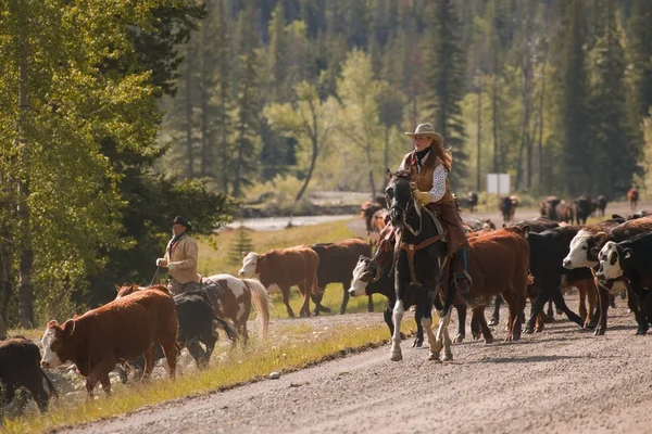 Ranchers Herding Cattle