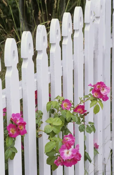 White Picket Fence And Roses