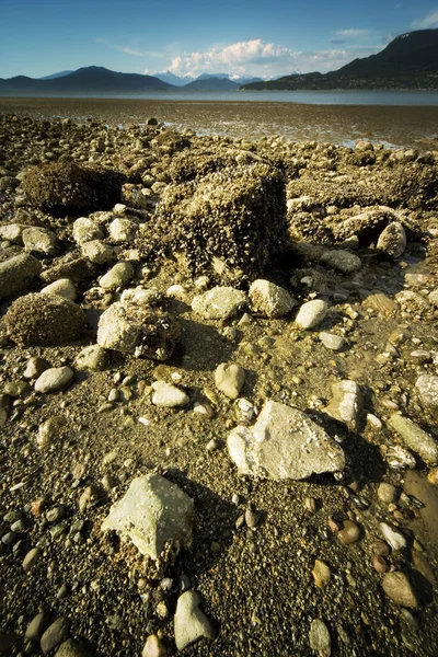 Exposed Sea Bed From Receding Tide