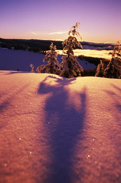 Sun Casting Shadows On Snow Covered Trees