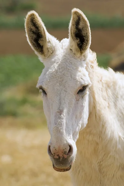 White Donkey