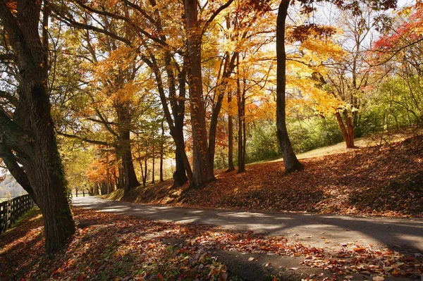 Tree Lined Road