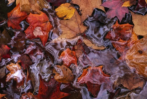 Autumn Leaves Floating In Water