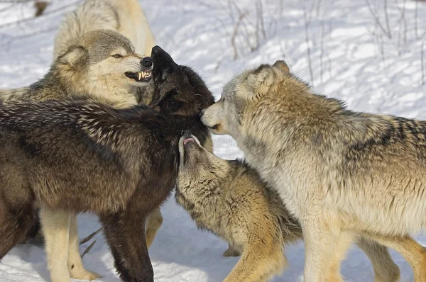 Pack Of Wolves Interacting