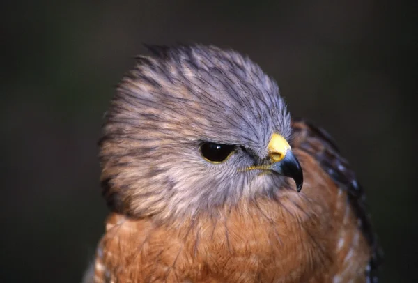 Portrait Of Red-Shouldered Hawk