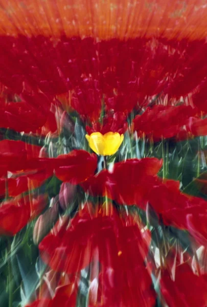 Tulip Field Zoom Effect