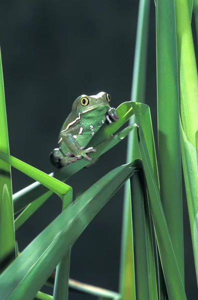 Painted Monkey Frog In Reeds
