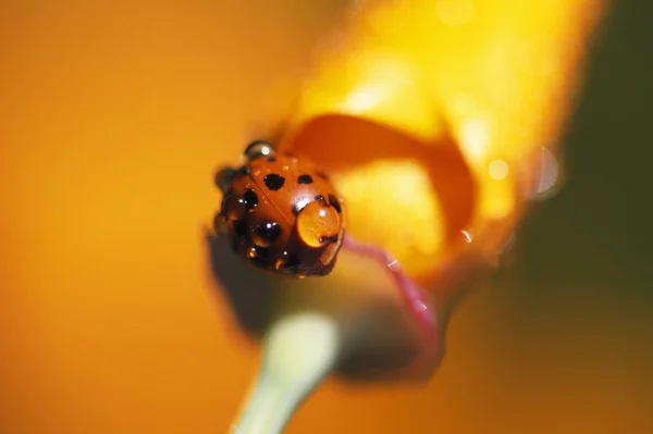 Lady Bug On Poppy