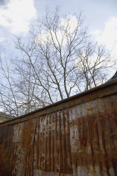 Rusty Wall And Tree