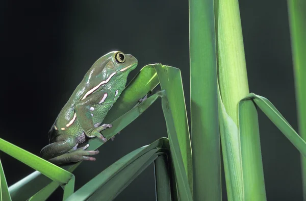 Painted Monkey Frog