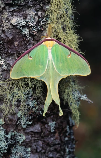 Male Luna Moth On Moss And Lichen-Covered Tree
