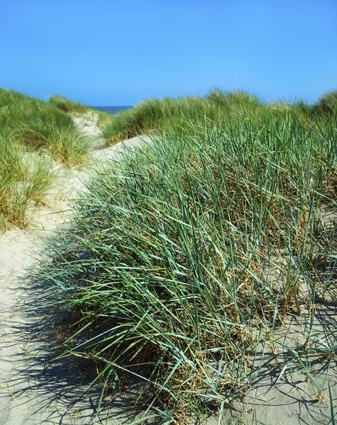 Grasses, Sand Dunes, Dollymount Strand, Dublin Bay, Ireland