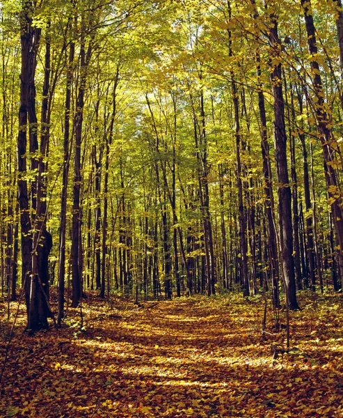 Forest In Quebec, Canada