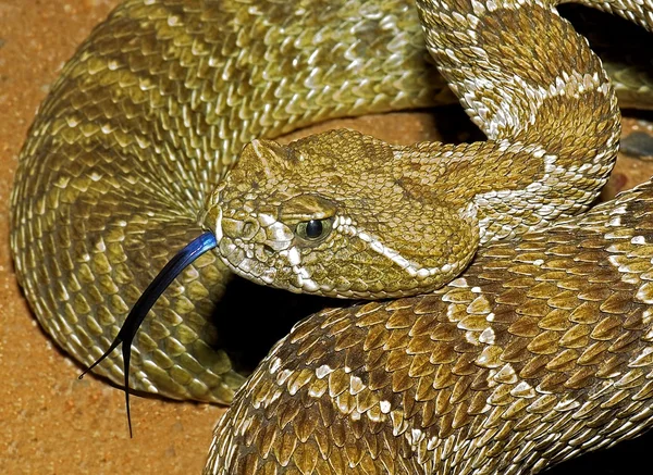 A Prairie Rattlesnake, Crotalus Viridis, Flicking It\'s Tongue