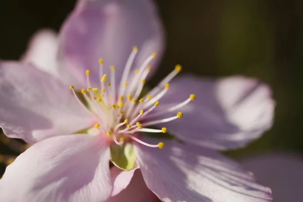 Closeup Detail Of An Almond Flower