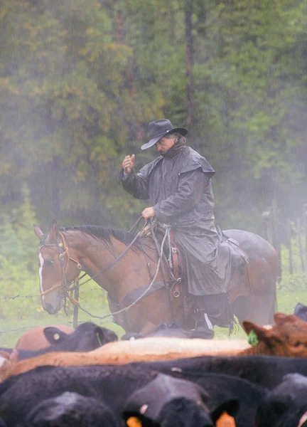 Cowboy Herding Cattle In The Rain