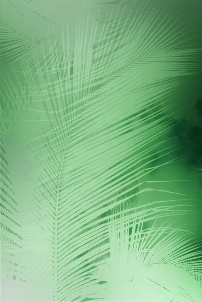 Monotone Palm Leaves