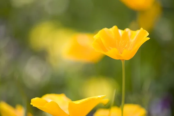 Yellow poppy flower