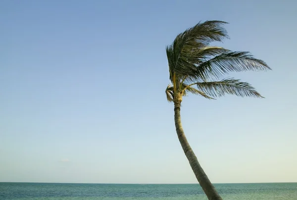 Palm Tree Blowing In The Wind In The Florida Keys