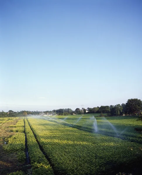 Irrigation, Celery, Kinsealy, Co Dublin, Ireland