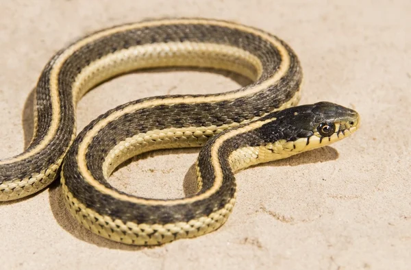 Coast Garter Snake, (Thamnophis Elegans Terrestris). Snake On The Ground